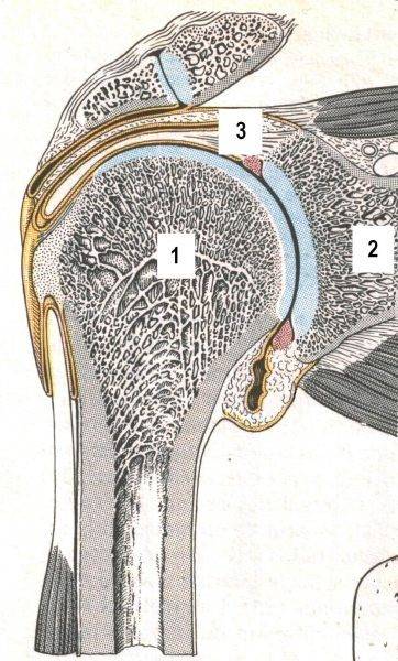 Doorsnede van het Gleno-Humerale gewricht. Duidelijk zichtbaar is het geringe contactvlak van de humerus (1) met de scapula (2), de zogenaamde cavitas glenoidalis. De stabiliteit van het gewricht wordt maar voor een heel klein deel uit de vorm van de gewrichtsvlakken gehaald. Kapsel en banden (3), maar vooral een actieve bijdrage van de spieren (met name m. supraspinatus) zijn noodzakelijk om de integriteit van het gewricht te garanderen. (Uit : Kahle W, et al4, Sesam Atlas van de Anatomie, Vijfde druk 1986; ISBN 90 246 6916 2, bewerkt).